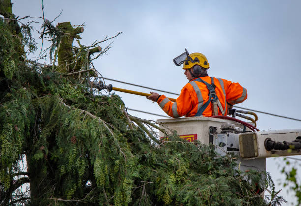 Pine Lakes, FL Tree Services Company